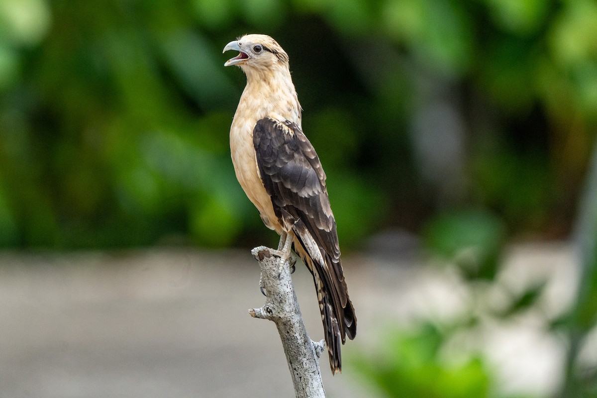 Yellow-headed Caracara - ML640335245