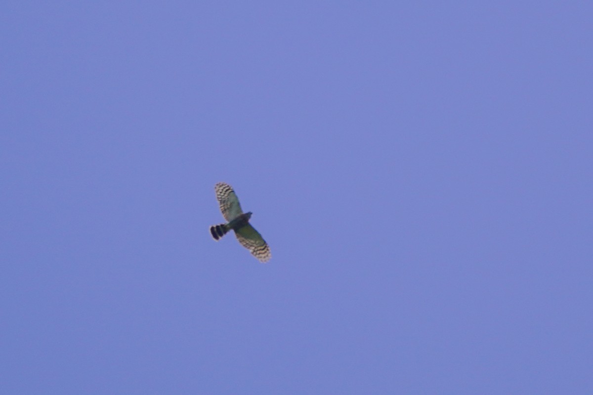 Double-toothed Kite - ML640335259