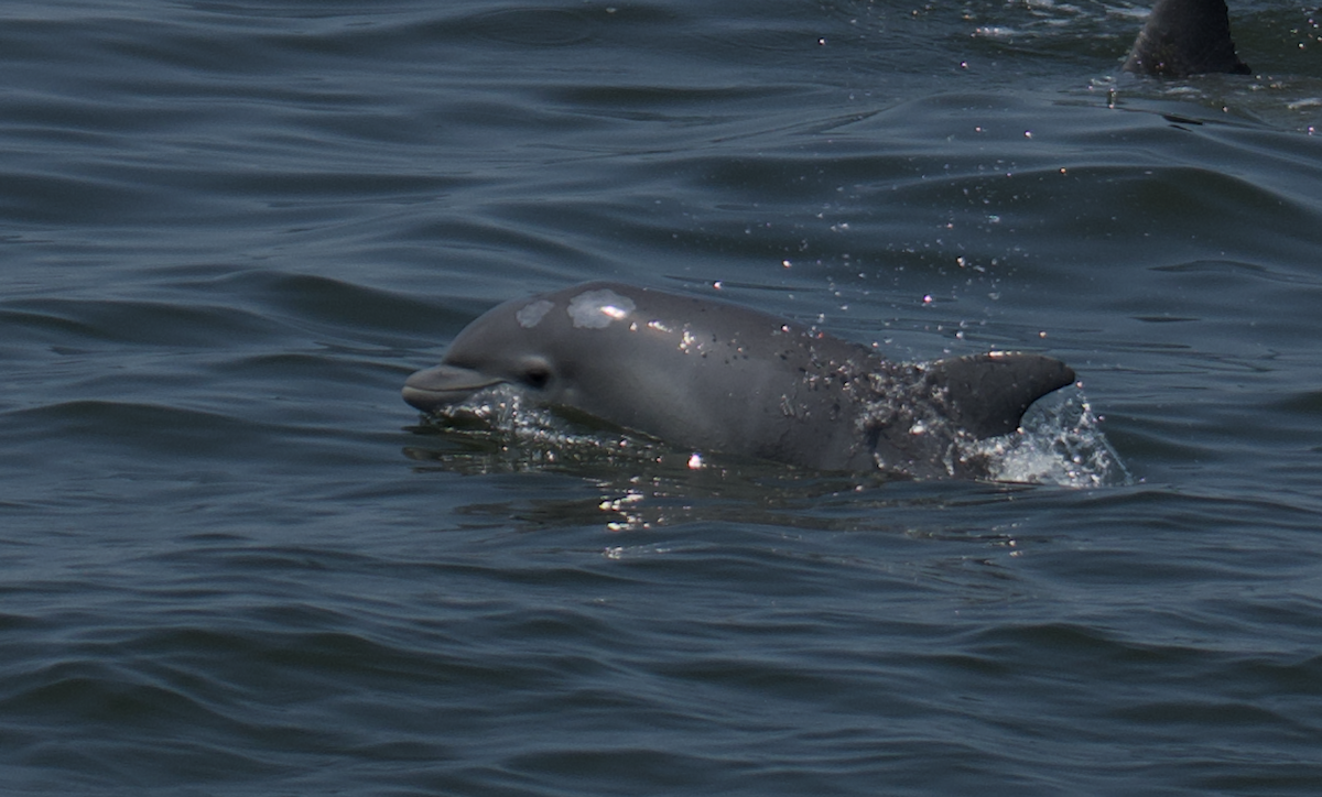 Common Bottlenose Dolphin - ML640335313