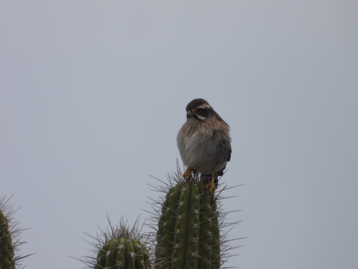 Spot-winged Falconet - ML640335345