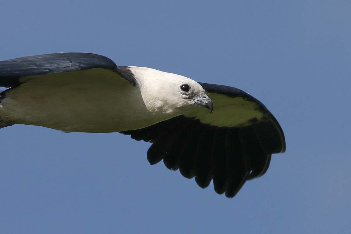 Swallow-tailed Kite - ML640335389