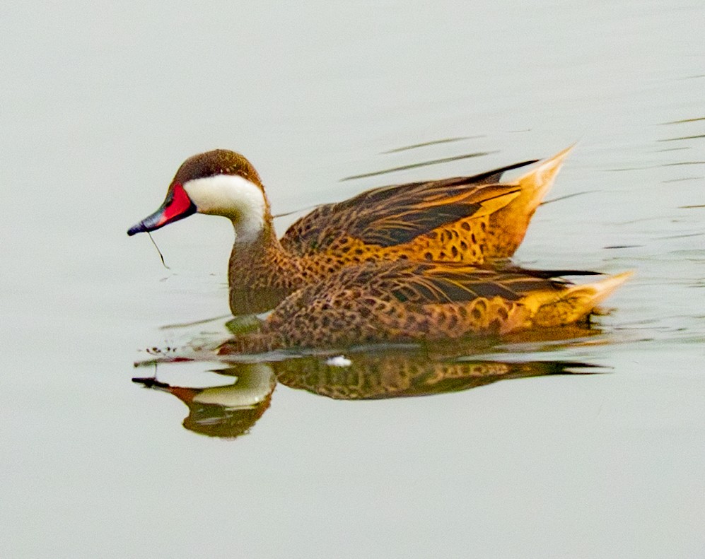 White-cheeked Pintail - ML640335406