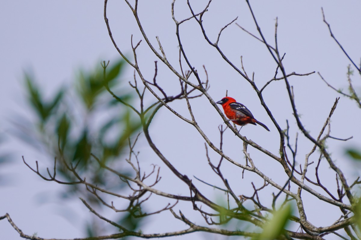 White-winged Tanager - ML640335407