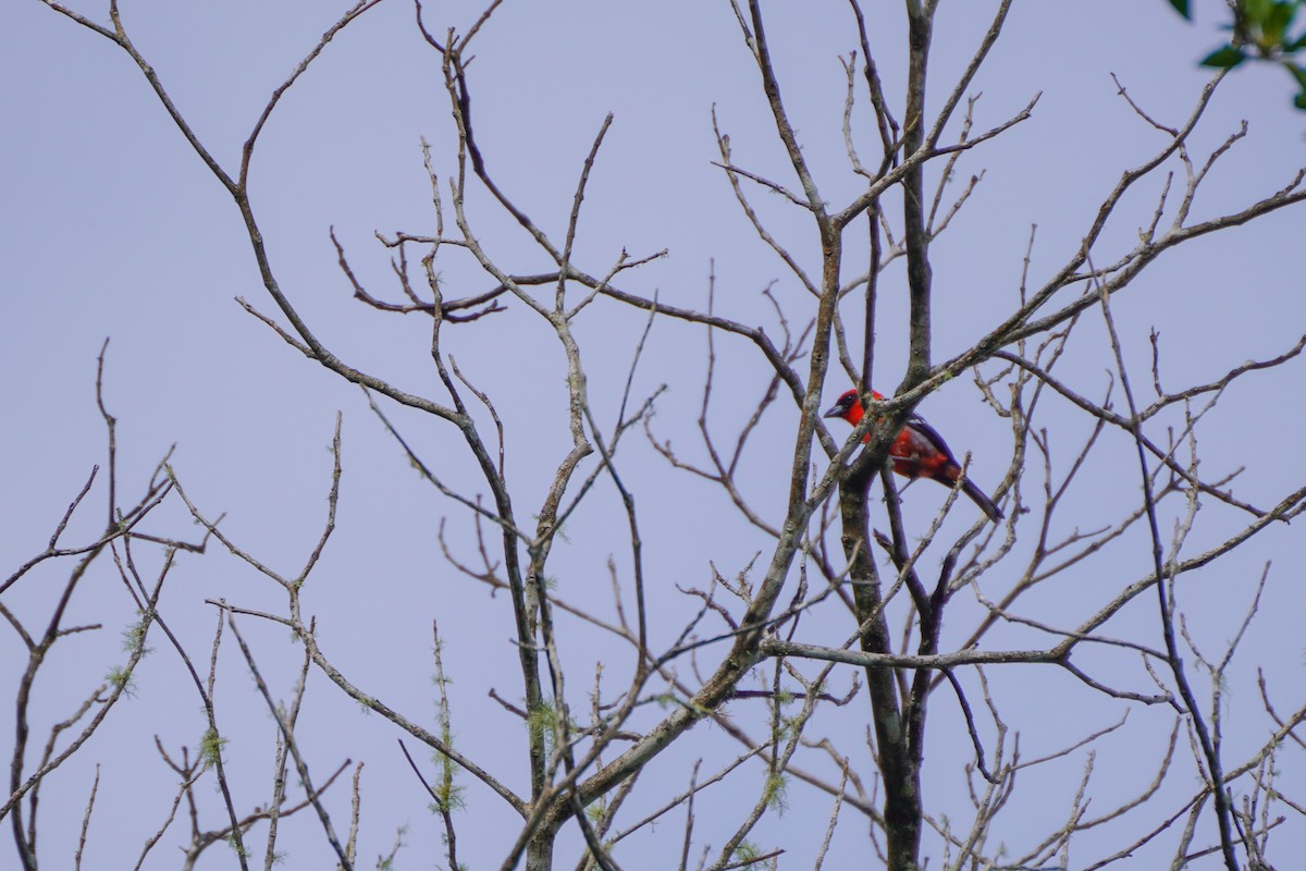 White-winged Tanager - ML640335408