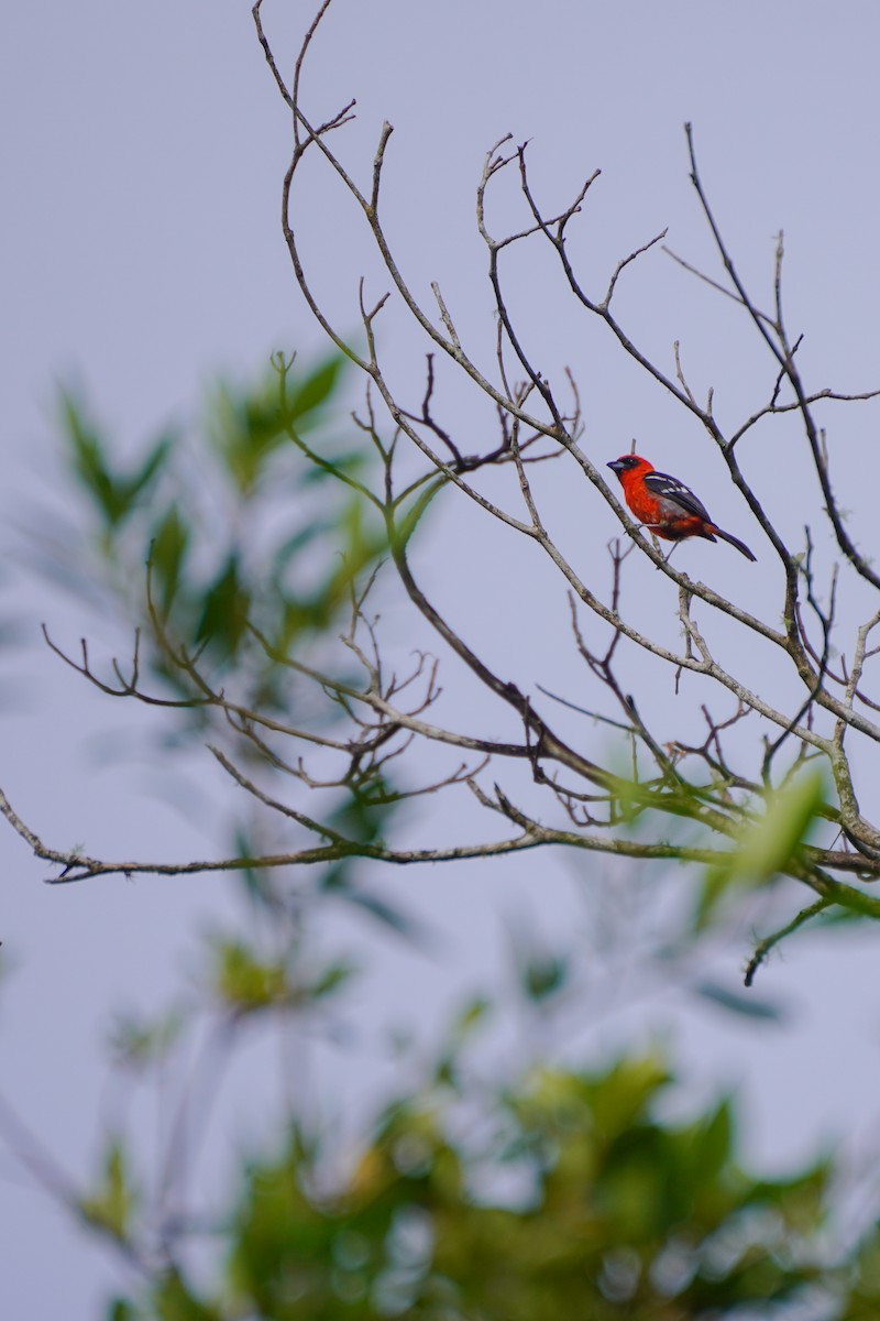 White-winged Tanager - ML640335409
