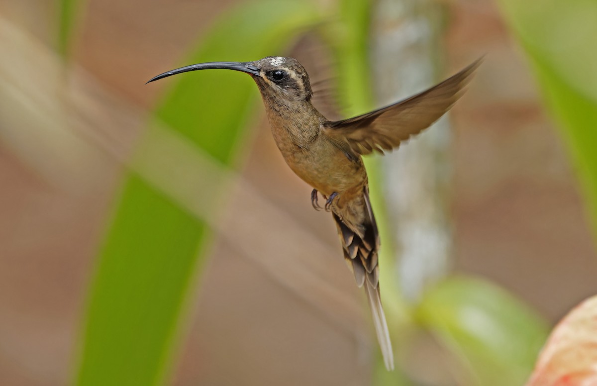 Great-billed Hermit - ML640335455