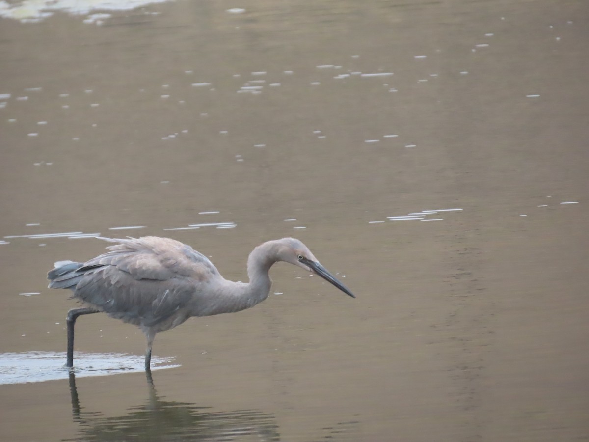 Reddish Egret - ML640335461