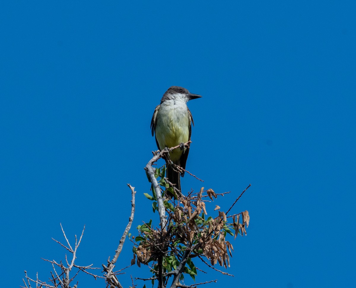 Thick-billed Kingbird - ML640335535
