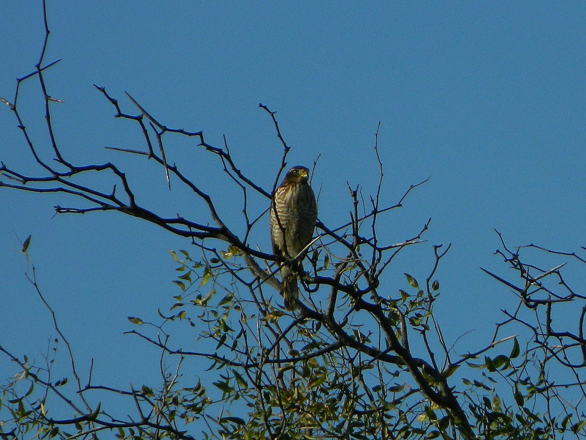 Roadside Hawk - ML640335584