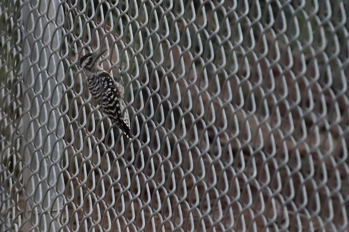 Ladder-backed Woodpecker - ML640335633