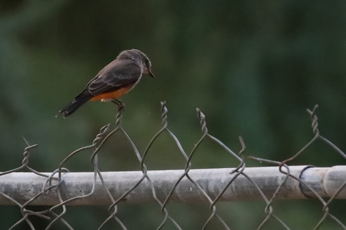 Vermilion Flycatcher - ML640335675