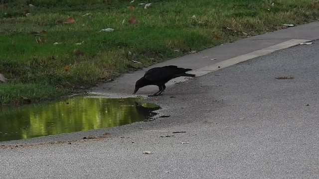 American Crow - ML640335689