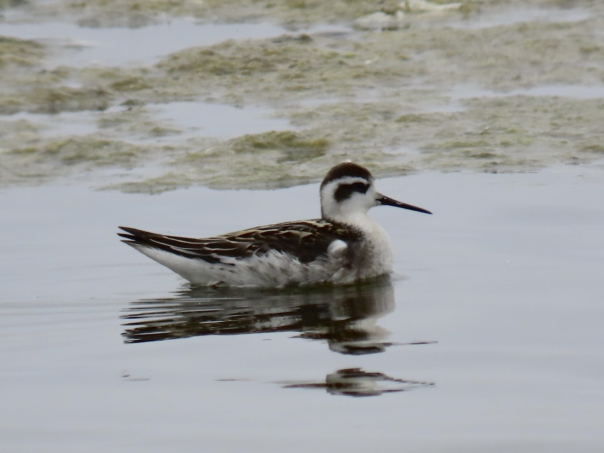 svømmesnipe - ML640335701