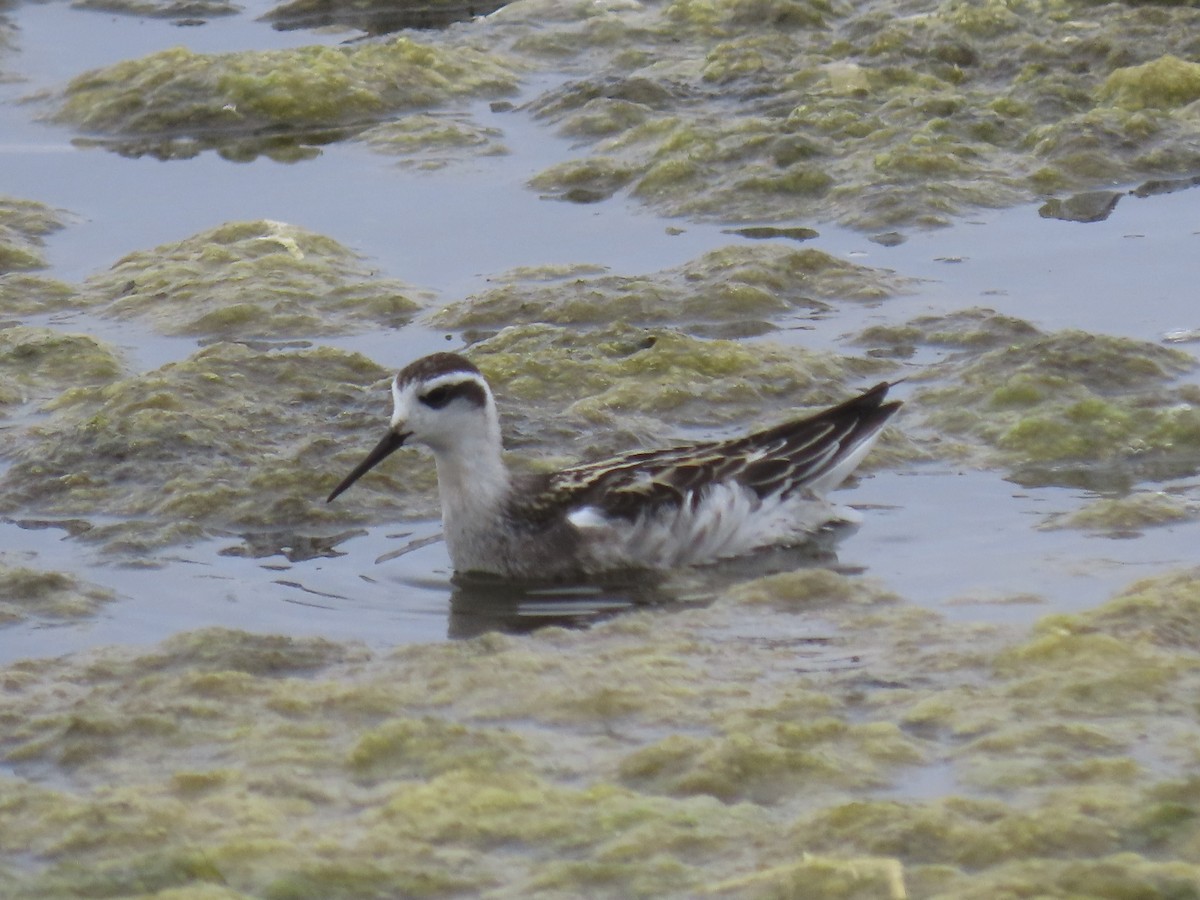 svømmesnipe - ML640335702