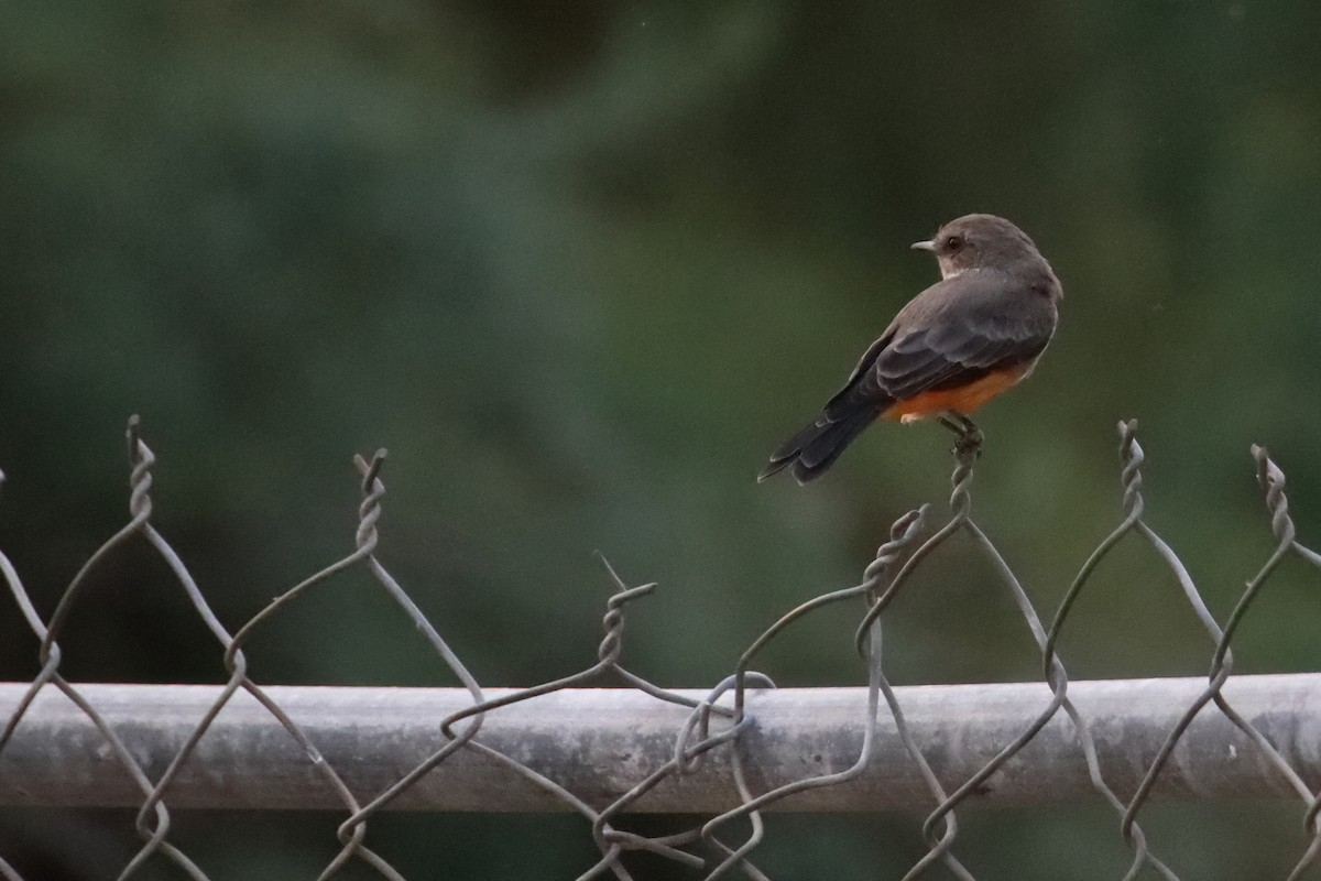 Vermilion Flycatcher - ML640335731
