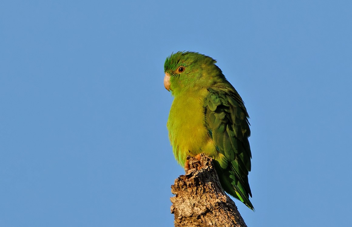 Riparian Parrotlet - ML640335738