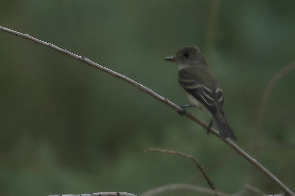 Willow Flycatcher - ML640335739