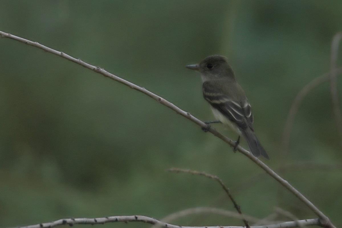 Willow Flycatcher - ML640335740