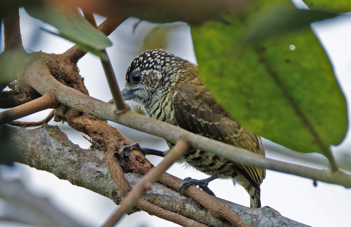 Lafresnaye's Piculet - ML640335916