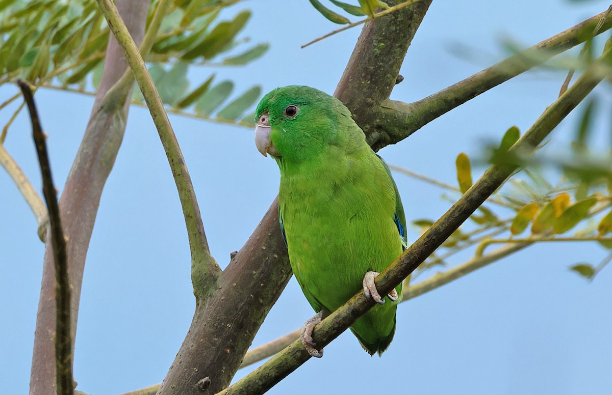 Riparian Parrotlet - ML640335935