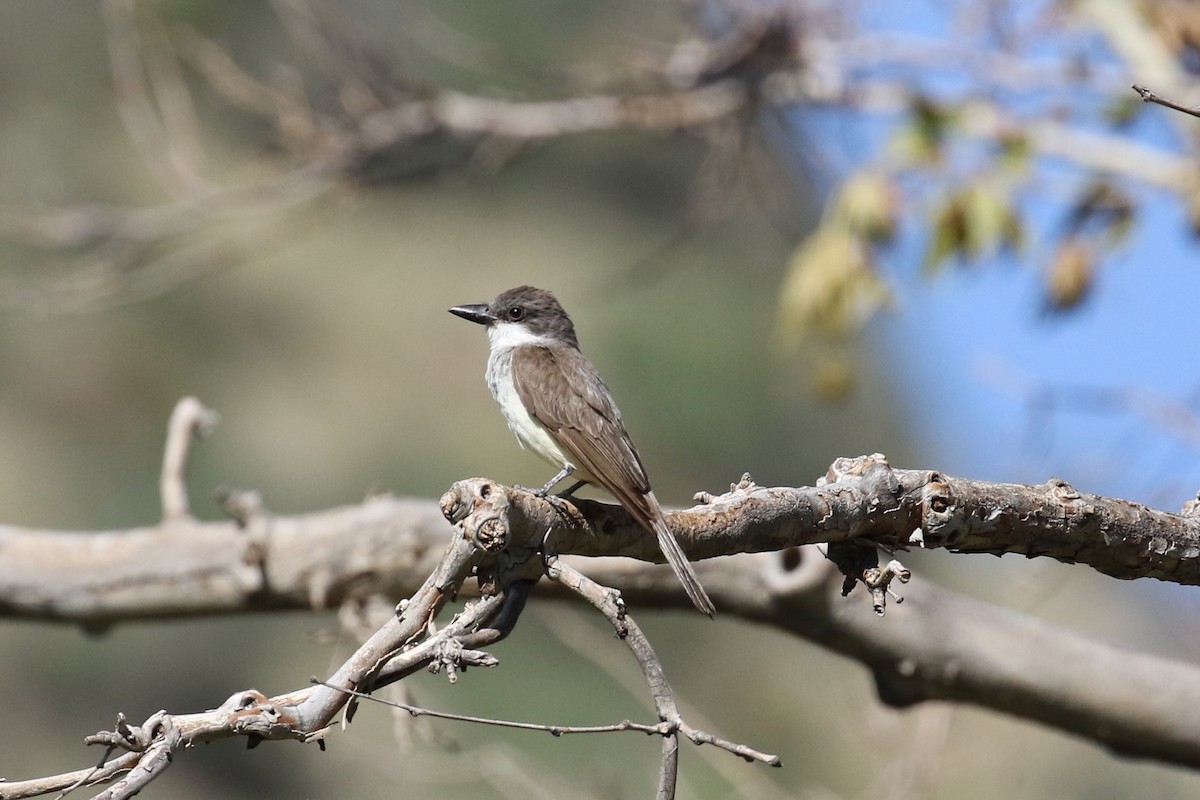 Thick-billed Kingbird - ML640336050