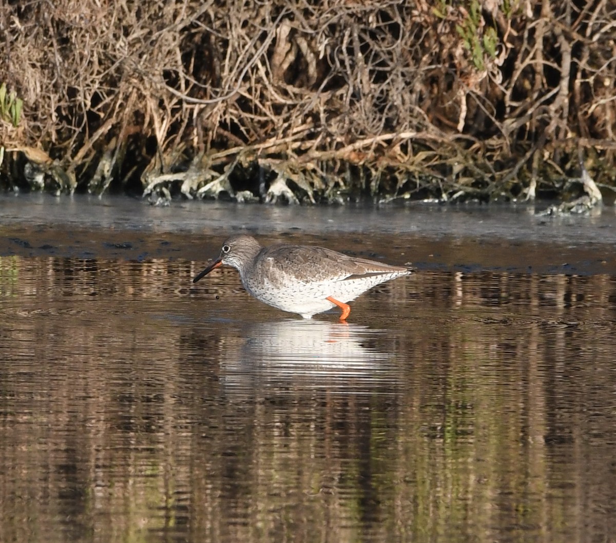 Common Redshank - ML640336056