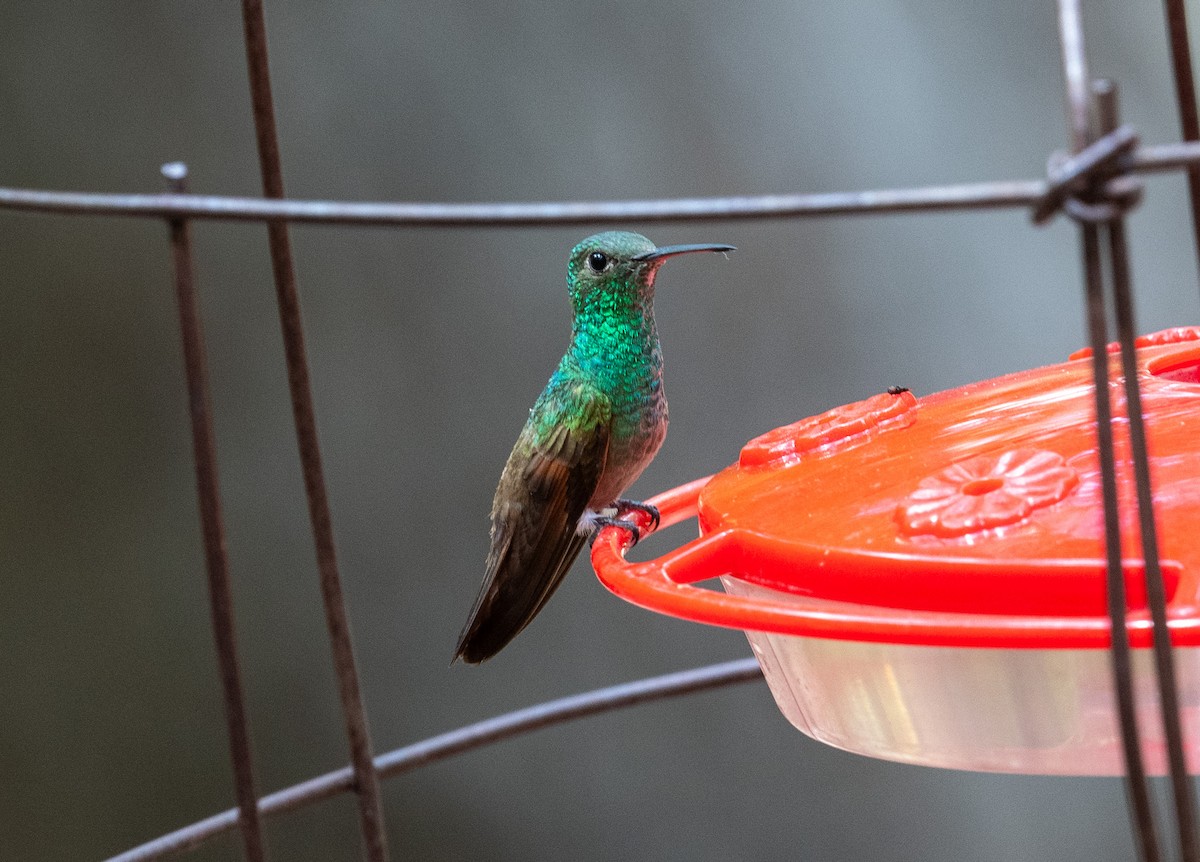 Berylline Hummingbird - ML640336066