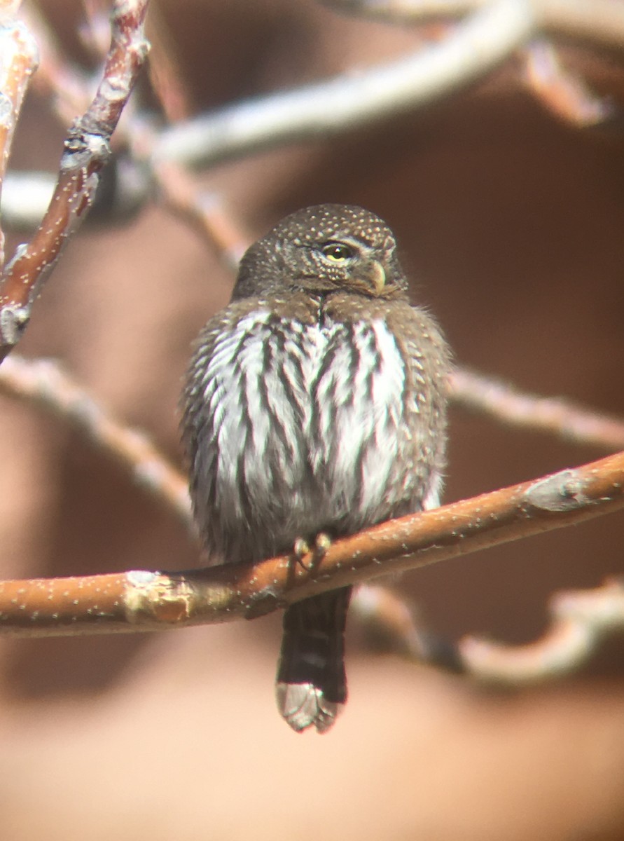 Northern Pygmy-Owl - ML640336086