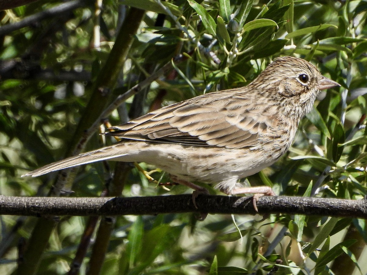 Vesper Sparrow - ML640336156