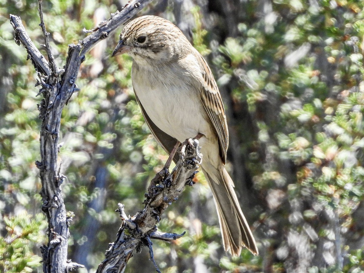 Brewer's Sparrow - ML640336162