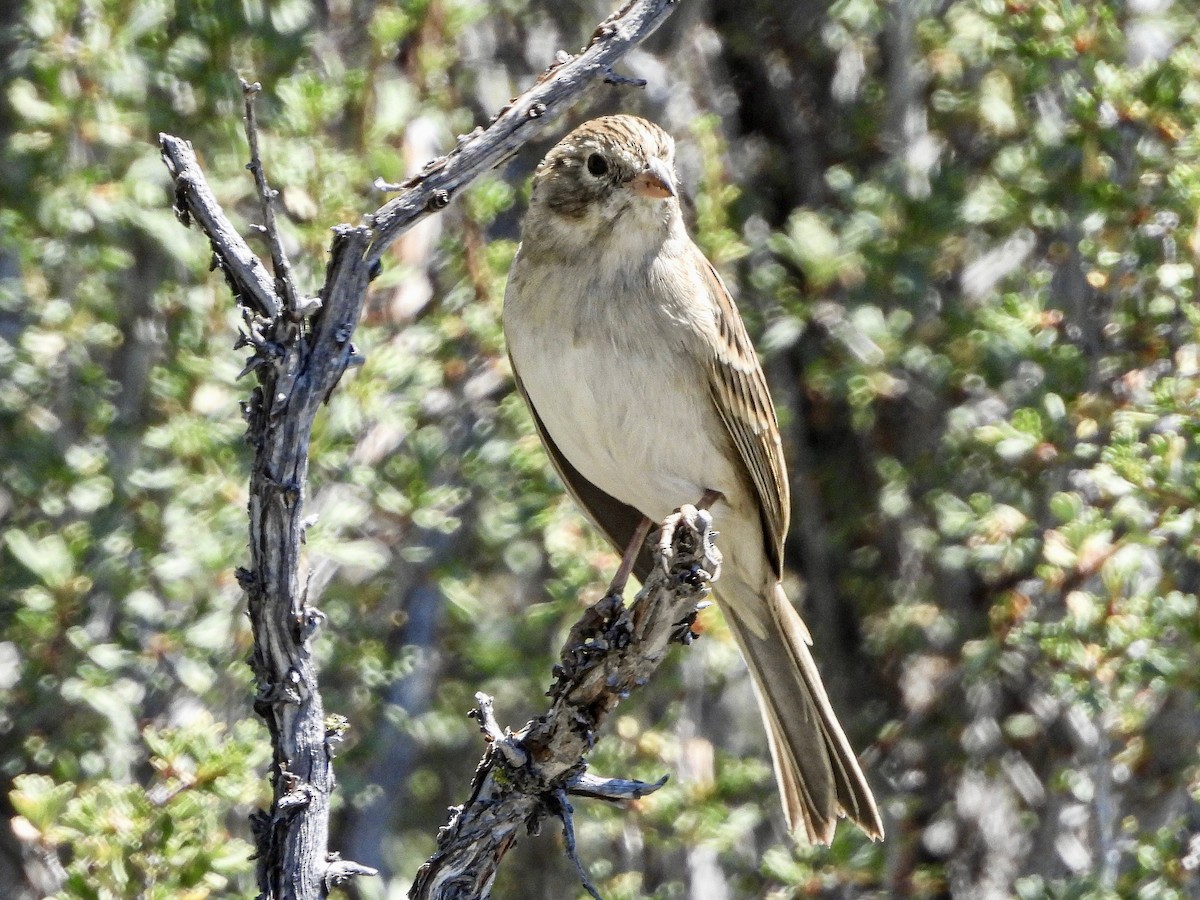 Brewer's Sparrow - ML640336163