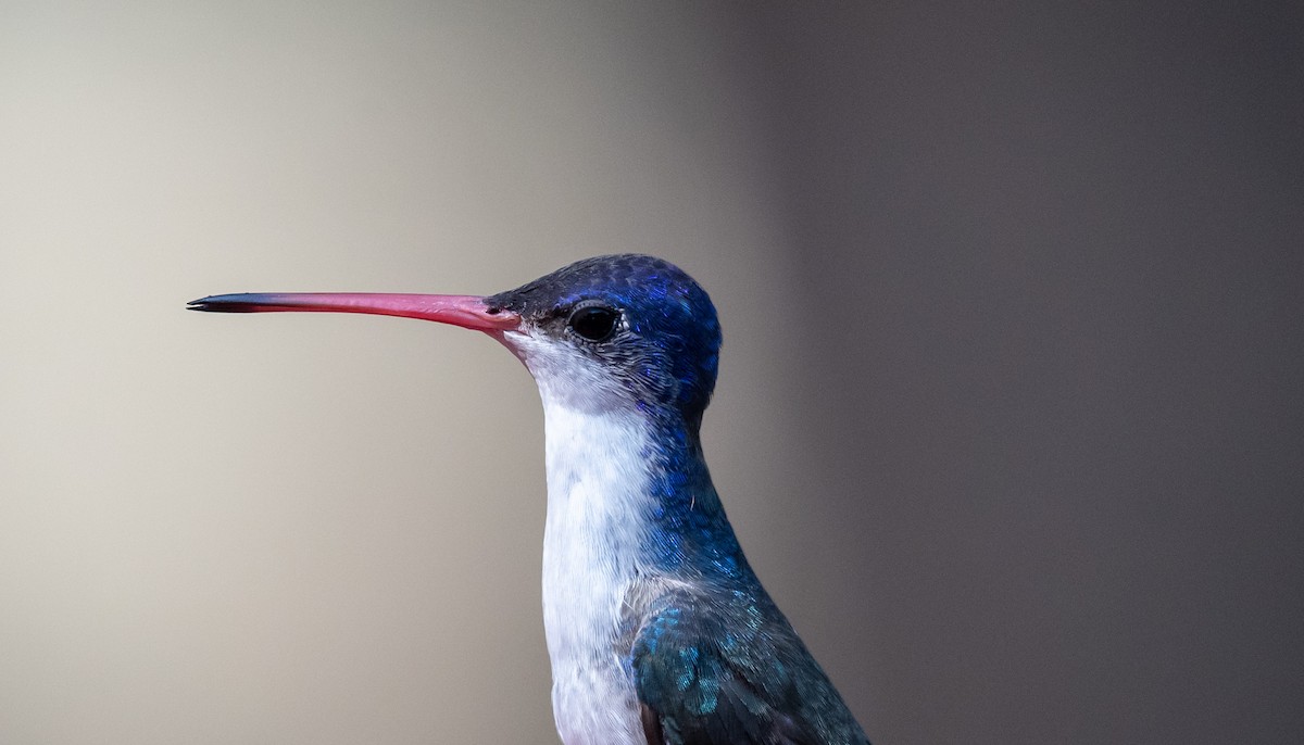 Violet-crowned Hummingbird - ML640336247