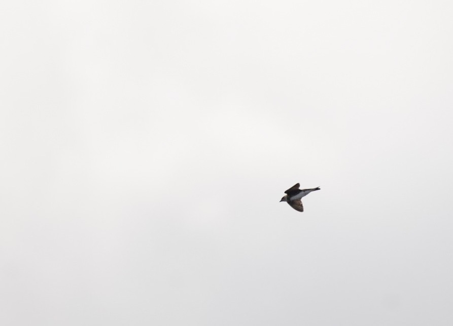 Brown-chested Martin - ML640336253