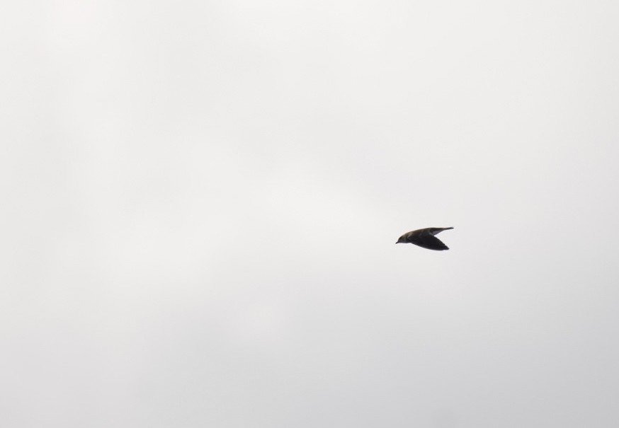 Brown-chested Martin - ML640336255