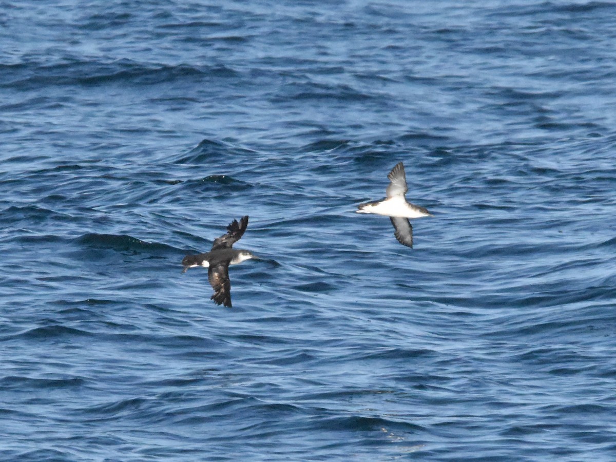 Manx Shearwater - ML640336261