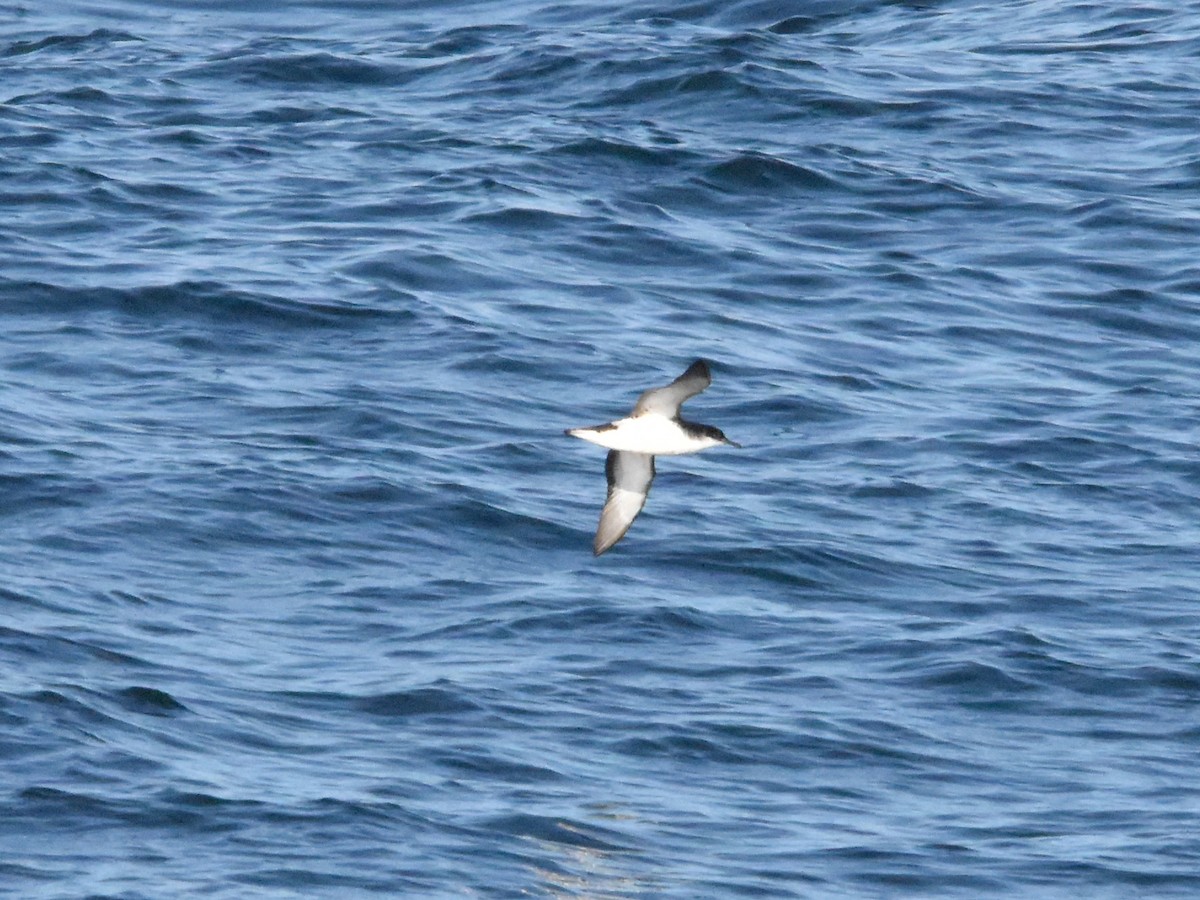 Manx Shearwater - ML640336262