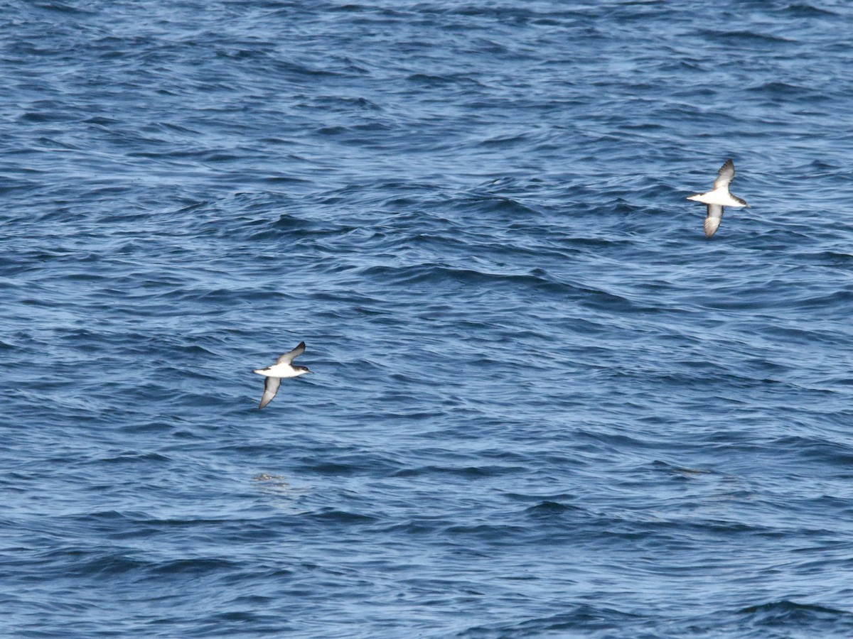 Manx Shearwater - ML640336263