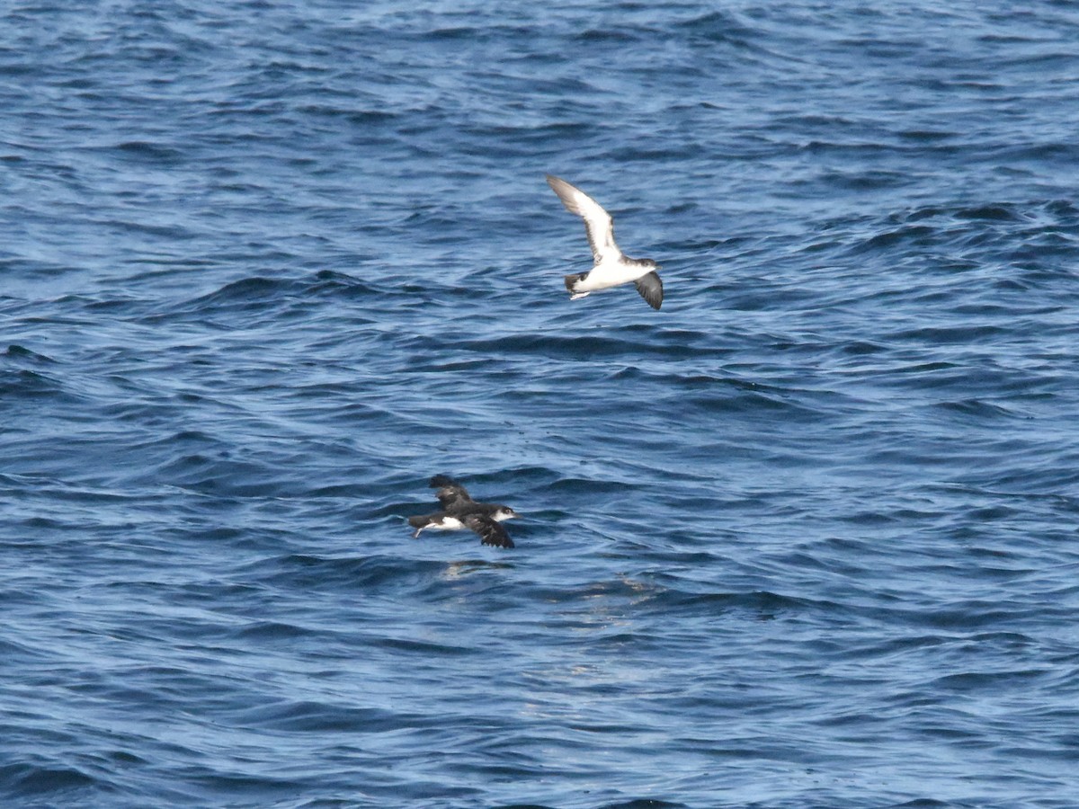 Manx Shearwater - ML640336264
