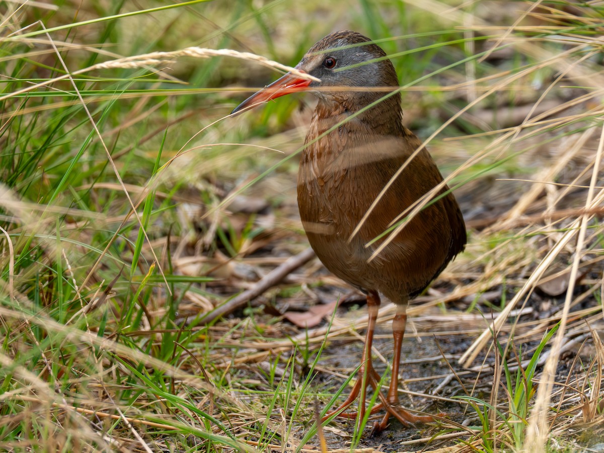 Ecuadorian Rail - ML640336284