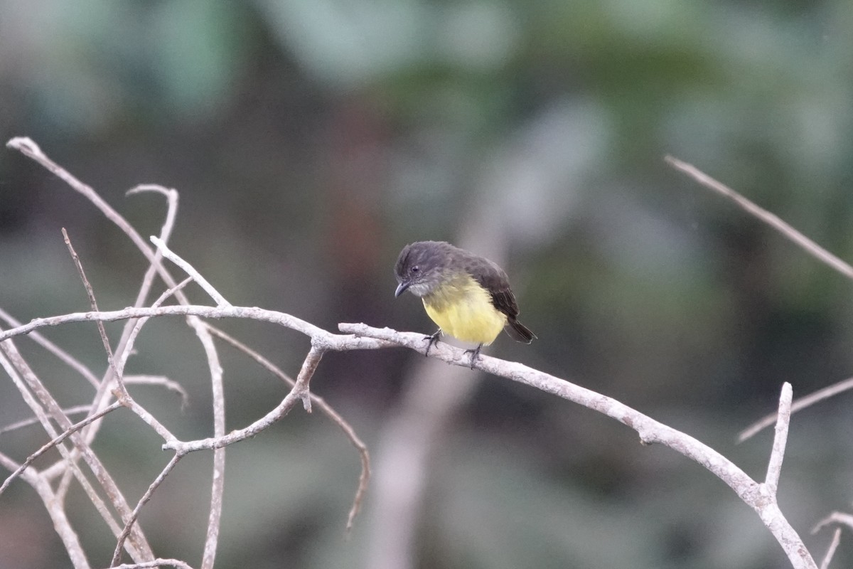 Dusky-chested Flycatcher - ML640336347