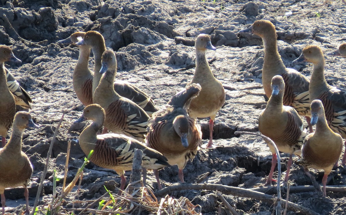 Plumed Whistling-Duck - ML640336379