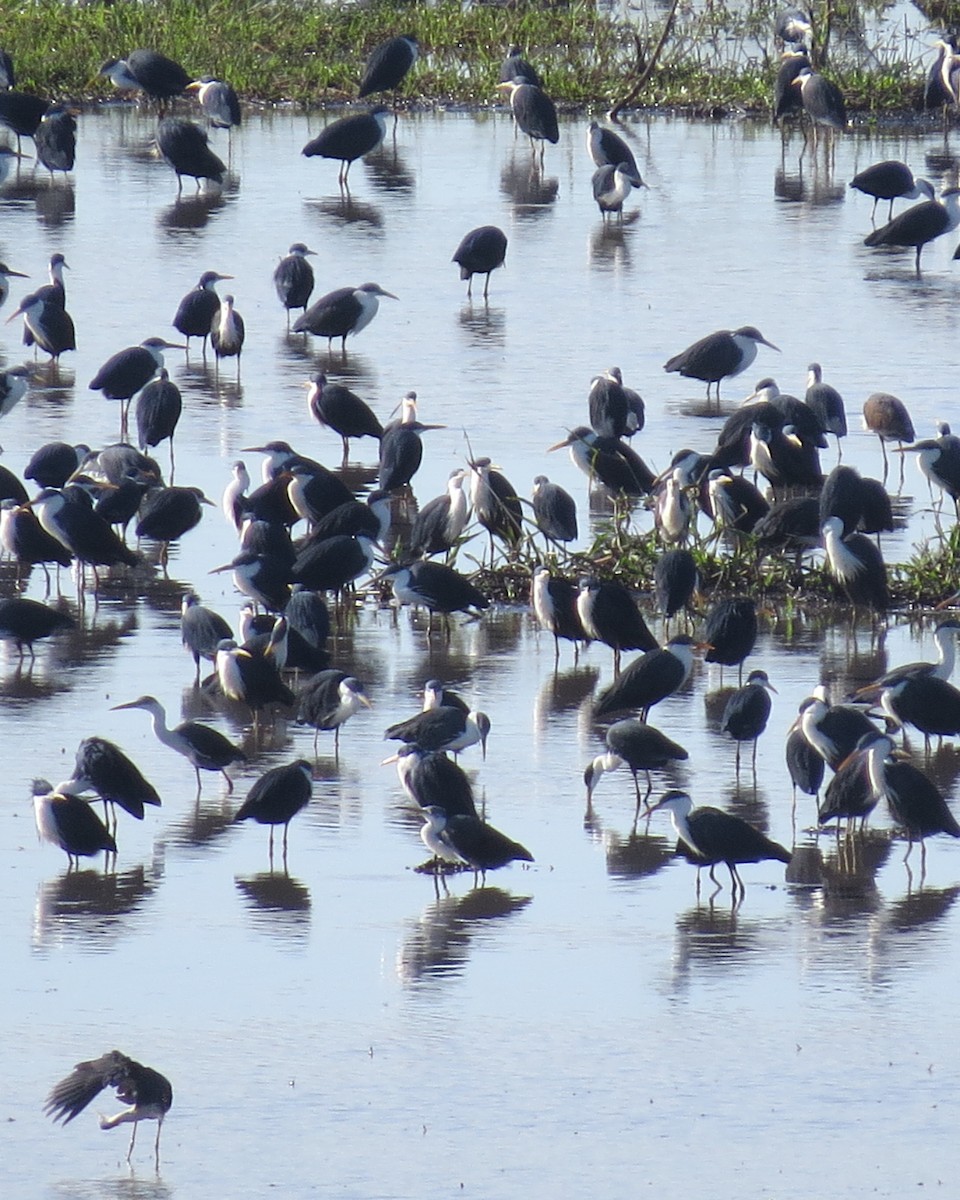 Pied Heron - ML640336384