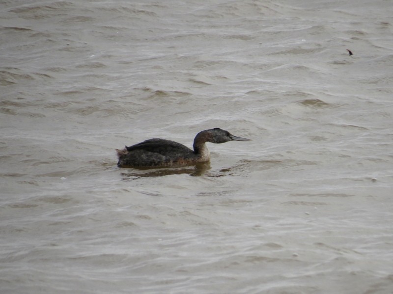 Great Grebe - ML640336387