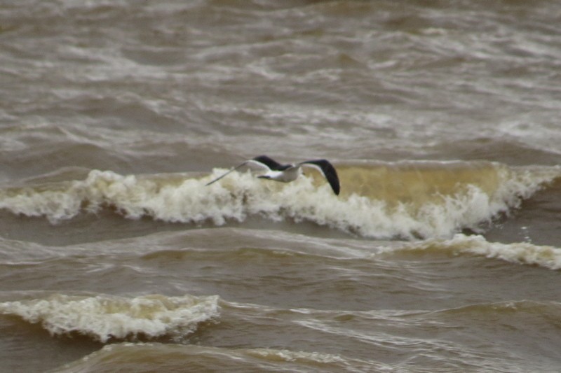Olrog's Gull - ML640336396
