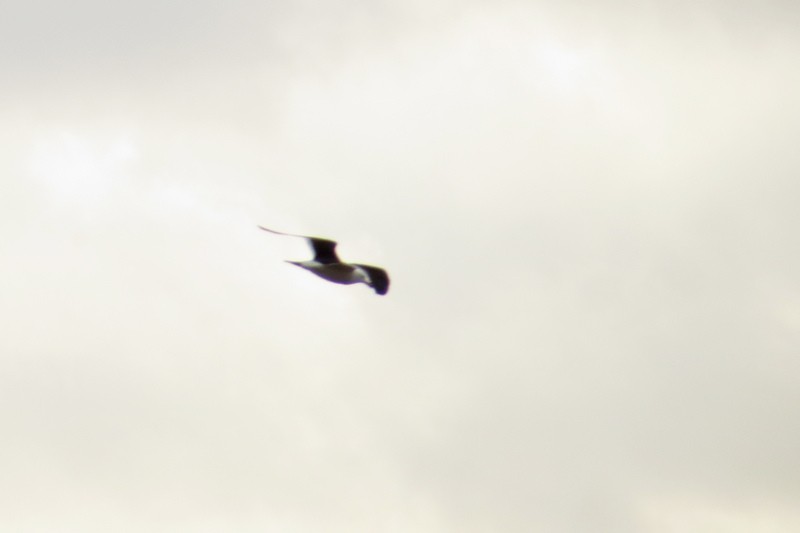 Olrog's Gull - ML640336397