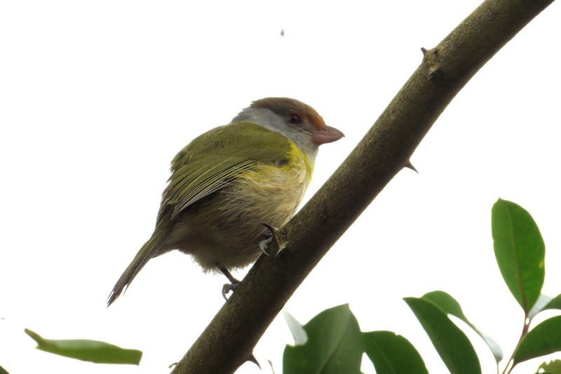 Rufous-browed Peppershrike - ML640336421