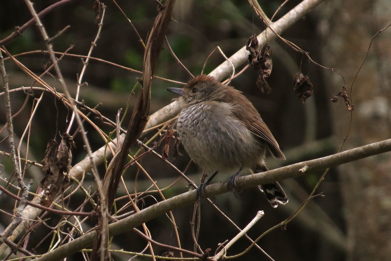 Rufous-capped Antshrike - ML640336451