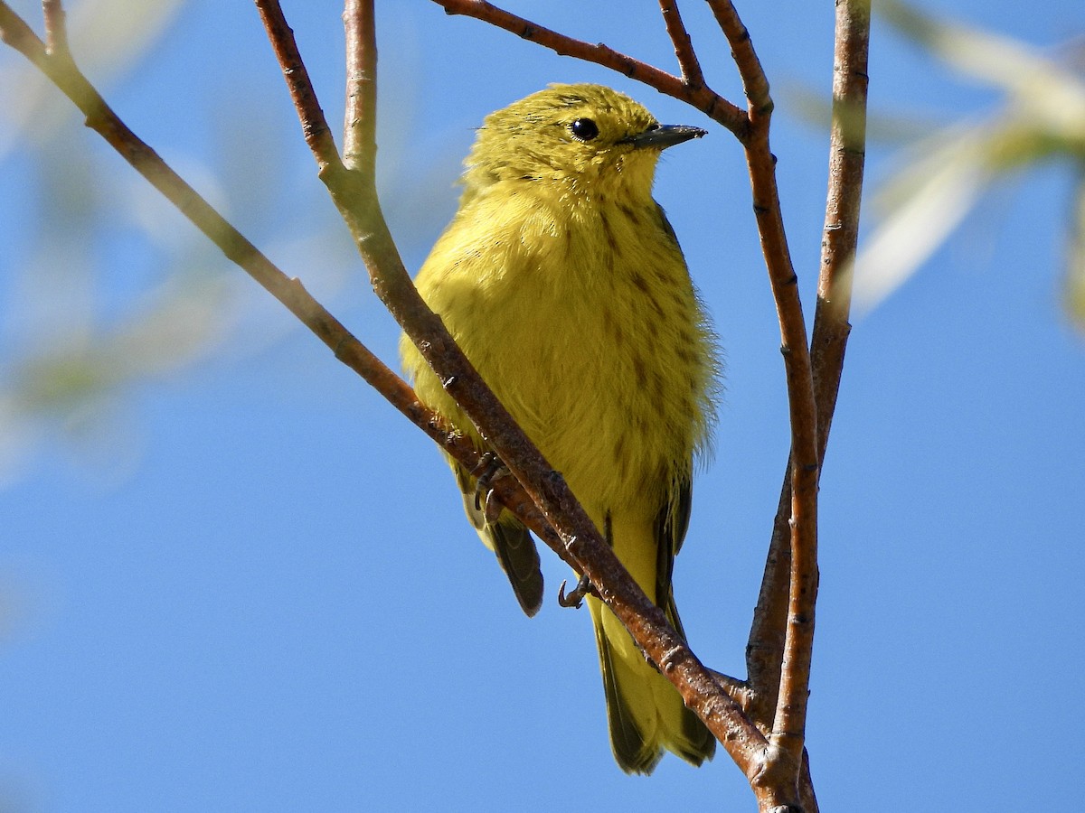 Yellow Warbler (Northern) - ML640336452