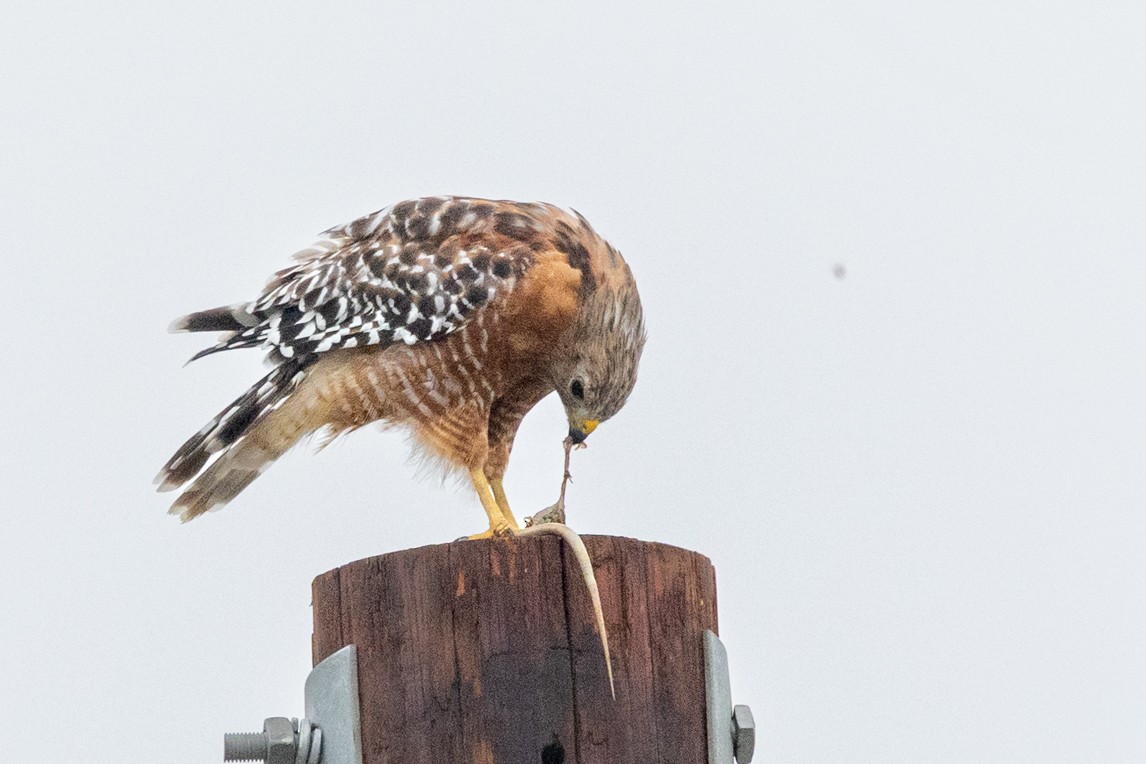 Red-shouldered Hawk - ML640336458