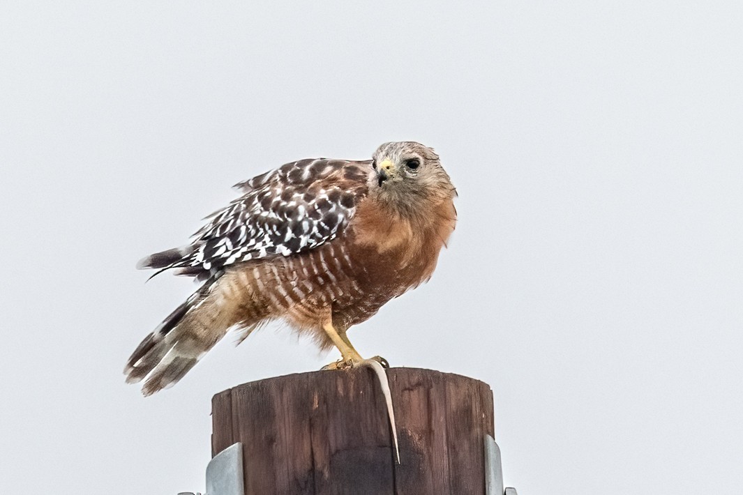 Red-shouldered Hawk - ML640336459
